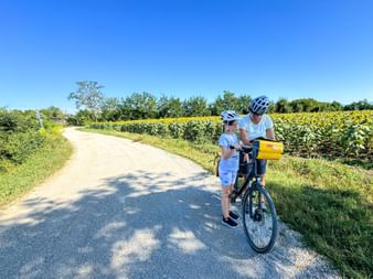 Adult and child with helmets pause on bicycle path beside blooming sunflower field near Udine on Alpe Adria cycle route.