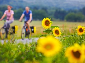 Radfahrer bei Sonnenblumenfeld Kattegattleden