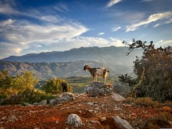 Zwei Ziegen auf felsigem Gelände auf Kreta mit Bergketten im Hintergrund unter blauem Himmel mit vereinzelten Wolken.