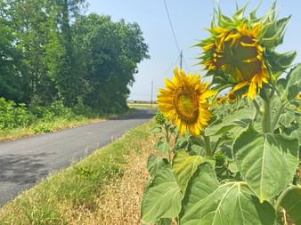 Sunflowers in Piedmont