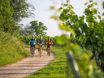 Drei Radfahrer mit Helmen fahren auf Schotterweg zwischen Weinreben und grüner Vegetation an sonnigem Tag auf dem Drauradweg.