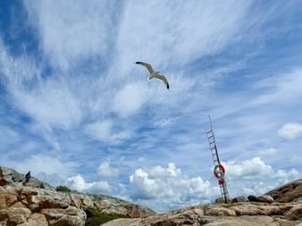 Fliegende Möwe in Drottningviken, Amundön