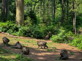 Affen im Wald am Landskroner Affenberg
