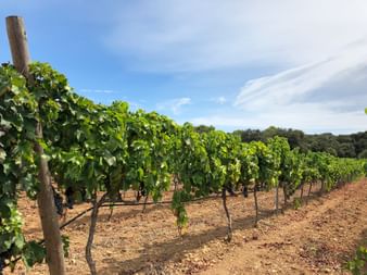 Weinreben