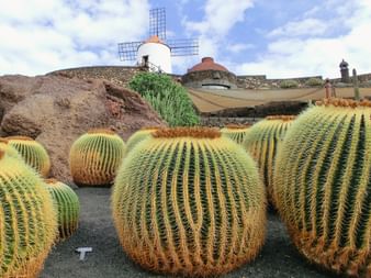 Große goldene Fassförmige Kakteen im Vordergrund mit traditioneller weißer Windmühle und Vulkanlandschaft im Hintergrund auf Lanzarote.