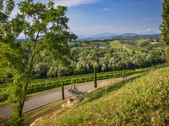 Weinberge in der Nähe von Collio