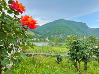 Wachau