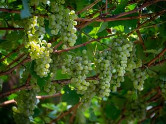 Wine growing on the Moselle