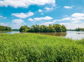 Grünes Schilf im Vordergrund mit ruhigem Fluss und bewaldeter Insel unter blauem Himmel mit weißen Wolken bei Dendermonde.
