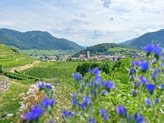 Blick über die Weinberge und Blumen auf Spitz in der Wachau, im Hintergrund die Donau und bewaldete Hügel