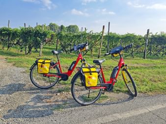 Cycling stop between wine hills