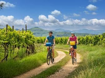 Zwei Radfahrer auf einem Feldweg zwischen grünen Weinreben mit sanften Hügeln und blauem Himmel im Hintergrund in der Prosecco-Region.