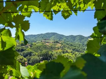 Blick durch Weinblätter auf sanfte Prosecco-Weinberge und bewaldete Hügel unter blauem Himmel in der Region Venetien, Italien.