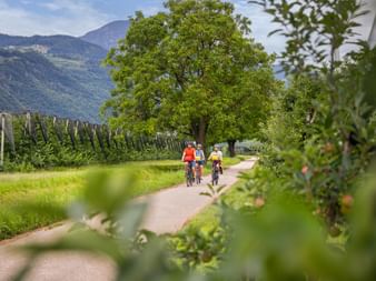 Drei Radfahrer auf einem asphaltierten Weg durch Weinberge in Südtirol, mit Bergen und einem großen Baum im Hintergrund.