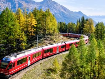 Train passes through a forest