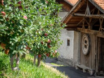 Farm with apple trees near Ciardes in South Tyrol