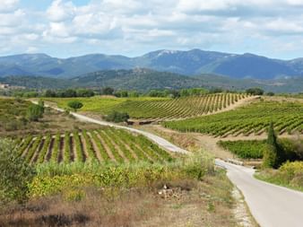 Catalonia vineyards