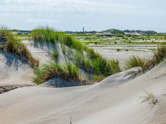 Norderney dunes