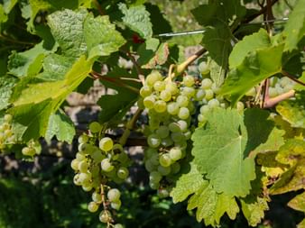 Weinreben am Bodensee Weinreben am Bodensee