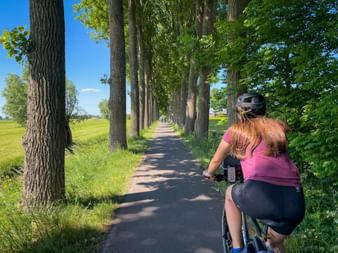 Cyclist in pink shirt riding on paved path lined with tall trees in Zealand, Denmark. Green fields visible on left, clear blue sky above.