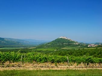 Along the vineyards