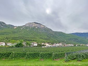 Vineyards along the Etsch cycle path with a housing estate and a hill in the background