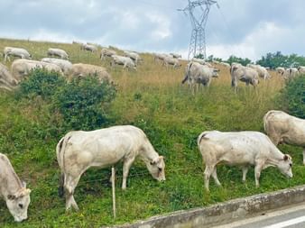 Pasture cows in Asti
