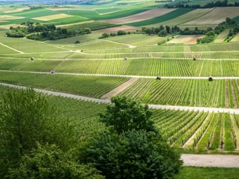Rolling vineyard landscape in Franconia with neat rows of grapevines, paths, and agricultural fields extending to the horizon.