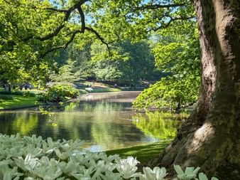Ruhiger Weiher im Keukenhof, umgeben von großen Bäumen mit grünem Laub. Weiße Tulpen blühen im Vordergrund am Wasserrand.