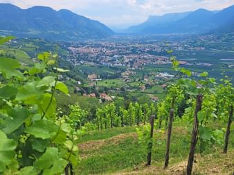 Vines around Merano