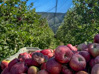 Ripe apples from apple orchard