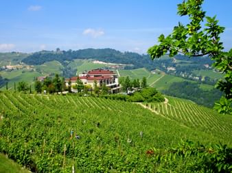 Winery in Piedmont