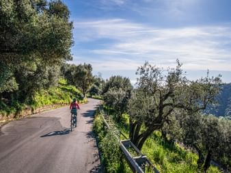 Bike path through olive groves