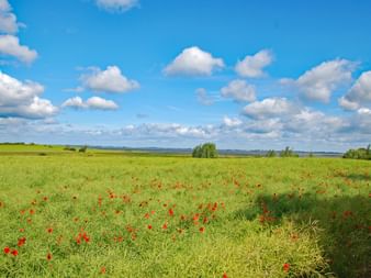 Poppy field at the Baltic Sea cycle path