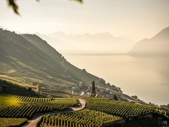 Panorama Lavaux