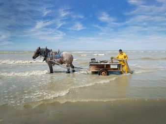 Fischer in gelber Wetterschutzkleidung mit Zugpferd, das einen Holzkarren durch flaches Küstenwasser in Oostduinkerke, Flandern, zieht.