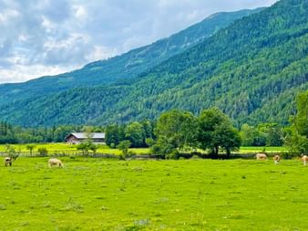 Kühe weiden auf grüner Wiese im Oberen Drautal mit bewaldeten Bergen im Hintergrund. Ein Bauernhof steht zwischen vereinzelten Bäumen.