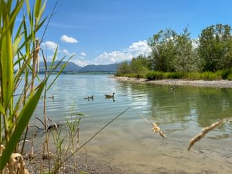 Enten schwimmen im Forggensee