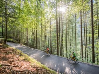 Cyclists cycle through forest