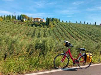 Vinci vineyards bicycle