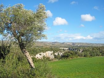 Olivenbaum in Sizilien
