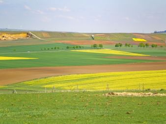 Rape fields in bloom on the Three Imperial Cathedrals on the Rhine cycle tour