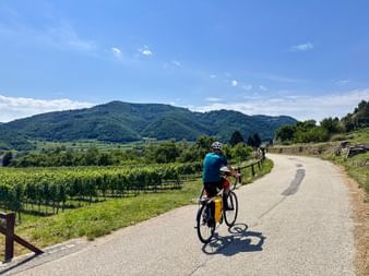 Radfahrer mit gelben Taschen fährt durch Weinberge in der Wachau. Grüne Weinreben säumen den Weg mit bewaldeten Hügeln unter blauem Himmel.