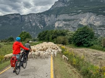 Sheep herd on the cycle path in Zambana