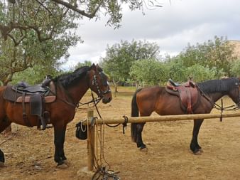 Two saddled horses