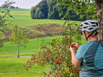 Radfahrerin beim Pflücken von Hagebutten