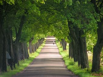 Radfahrer auf einer geraden Baumallee in Masuren. Hohe Bäume bilden ein grünes Blätterdach über dem gepflasterten Weg.