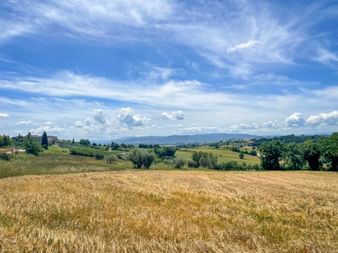 Getreidefelder in Assisi