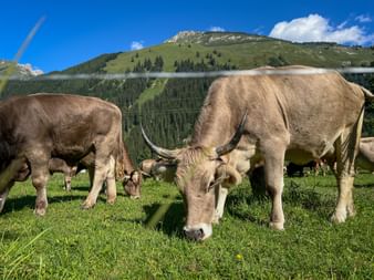 Braune Kühe mit Glocken weiden auf grüner Wiese in den Allgäuer Alpen. Berghänge mit Wäldern und felsigem Gipfel unter blauem Himmel im Hintergrund.