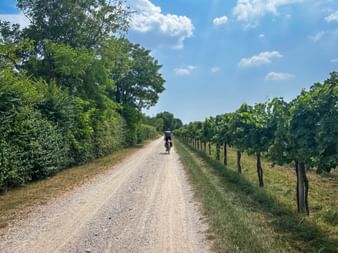 Cyclist on gravel path between vineyard rows and trees on Alpe Adria cycle route near Lovaria under blue sky with white clouds.